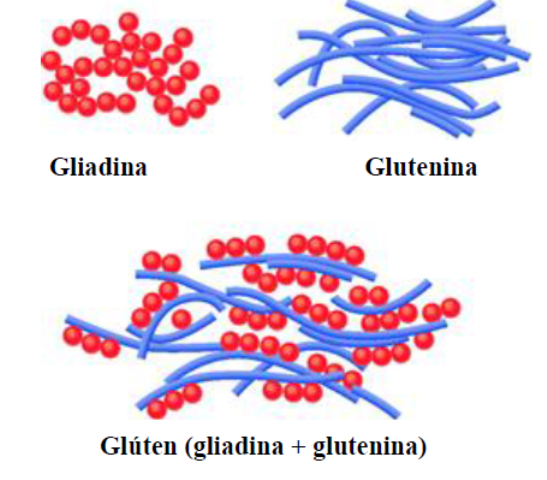 El gluten es la suma de gliadina y glutenina